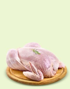 Ayam & Unggas