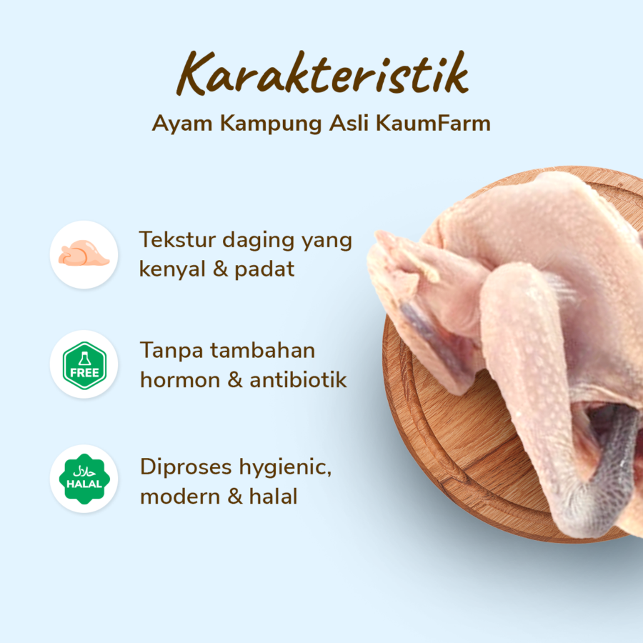 Ayam Kampung Asli KaumFarm 700-800gr 1pcs