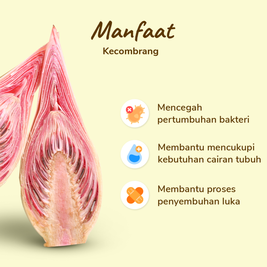 Kecombrang Astro Farm 150-200gram