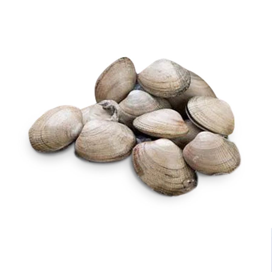 Kerang Kepa Utuh - Astro Basics 500gram