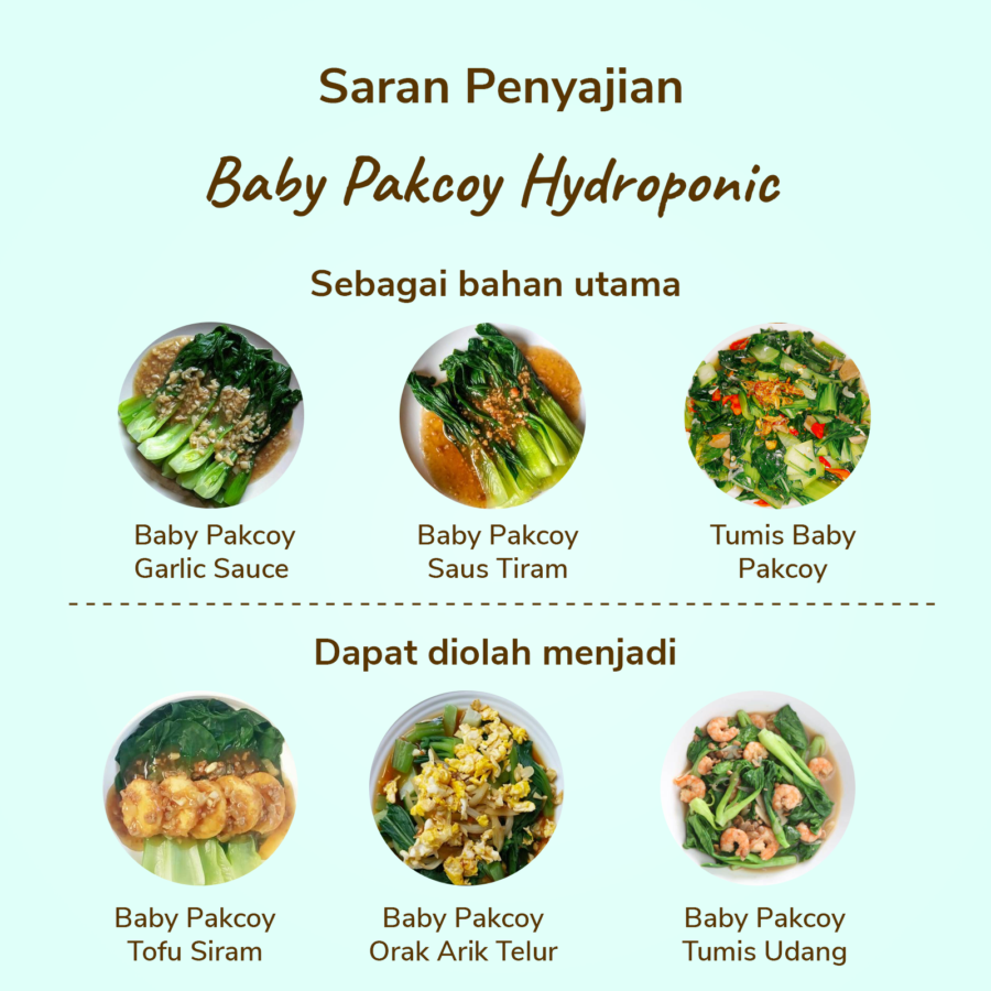 Baby Pakcoy Hydroponic Astro Farm 200gram