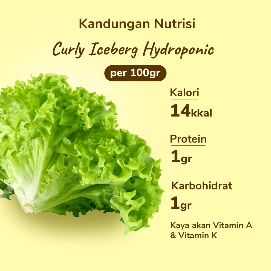 Curly Iceberg Hydroponic - Astro Goods/Selada/Lettuce 200gram