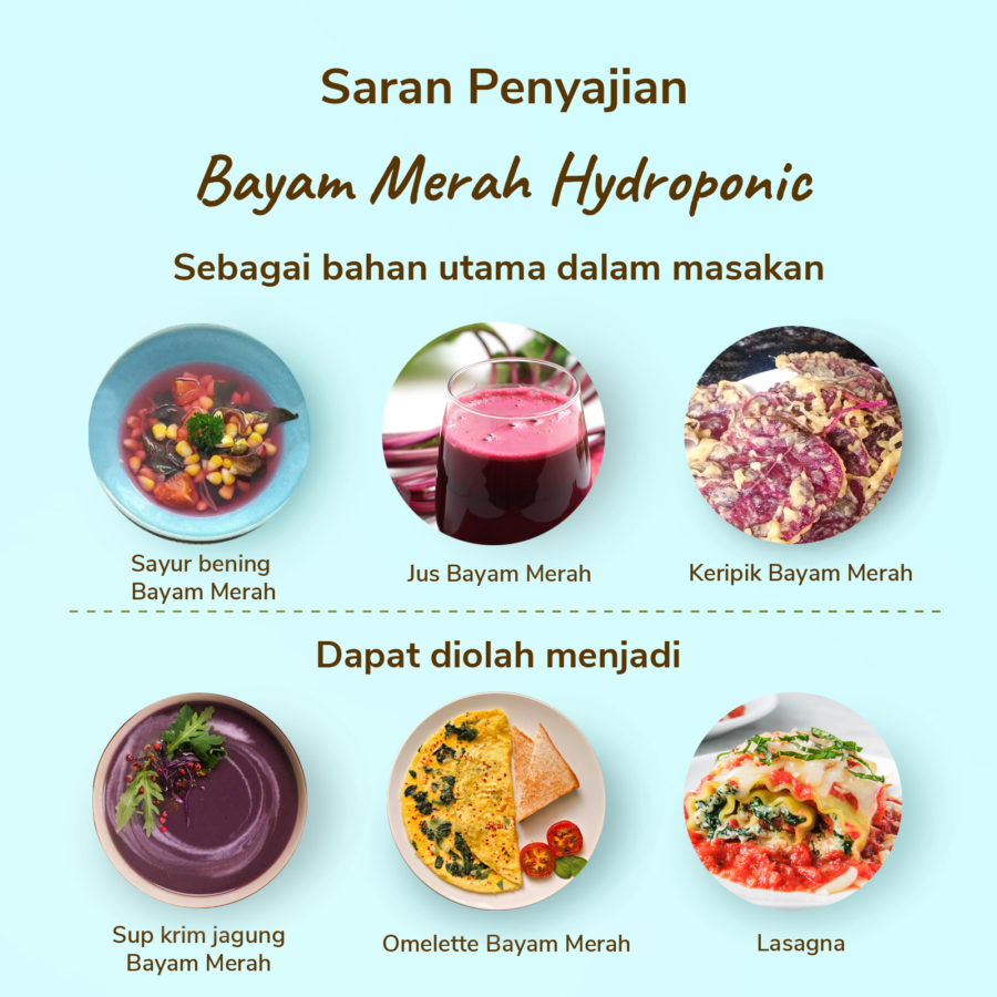 Bayam Merah Hydroponic Astro Farm 200gram