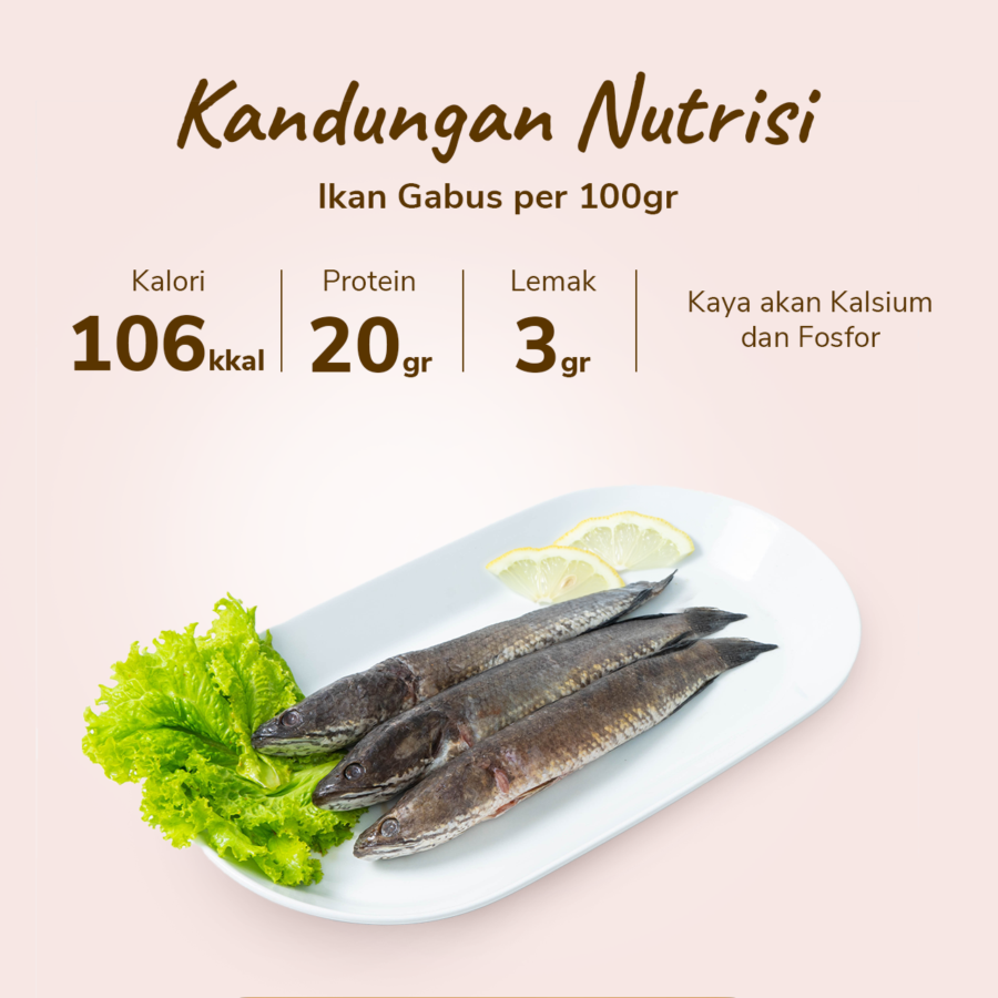 Ikan Gabus Air Tawar 500-600gram