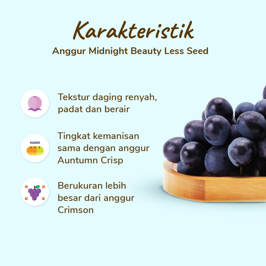 Anggur Midnight Beauty Less Seed Premium Astro Farm 450-500 gram
