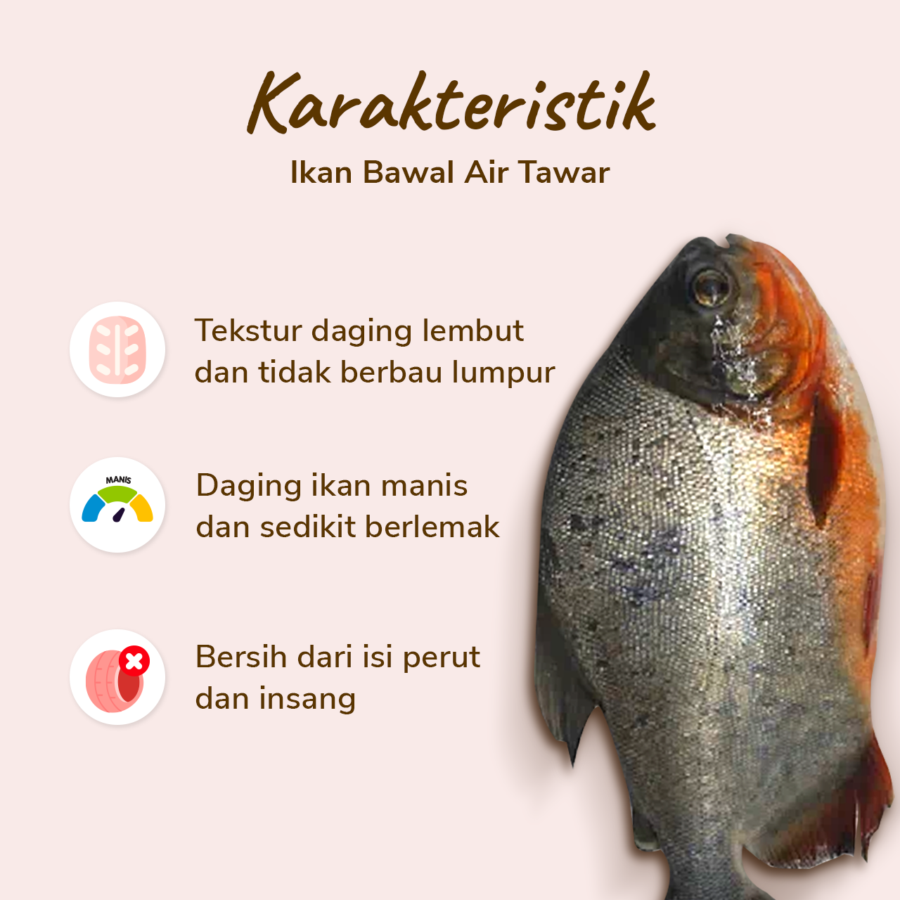 Ikan Bawal Tawar 480-520gram