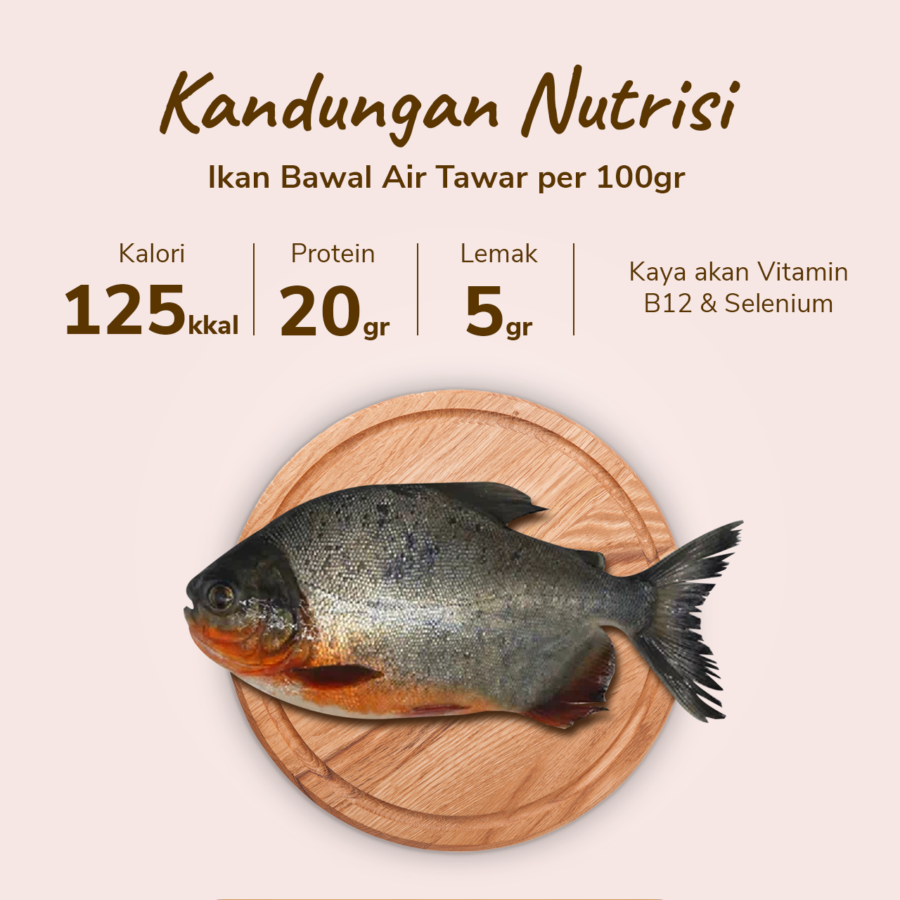 Ikan Bawal Tawar 480-520gram