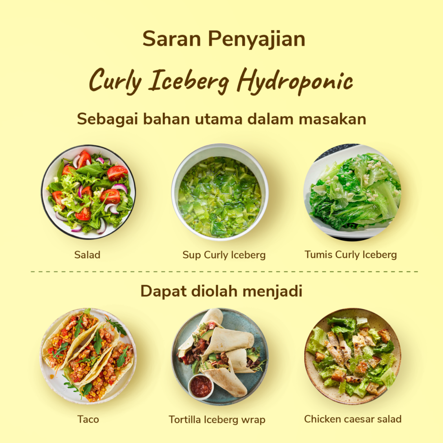 Curly Iceberg Hydroponic - Astro Goods/Selada/Lettuce 200gram