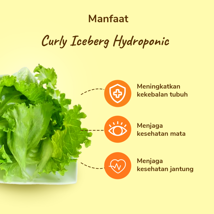 Curly Iceberg Hydroponic - Astro Goods/Selada/Lettuce 200gram