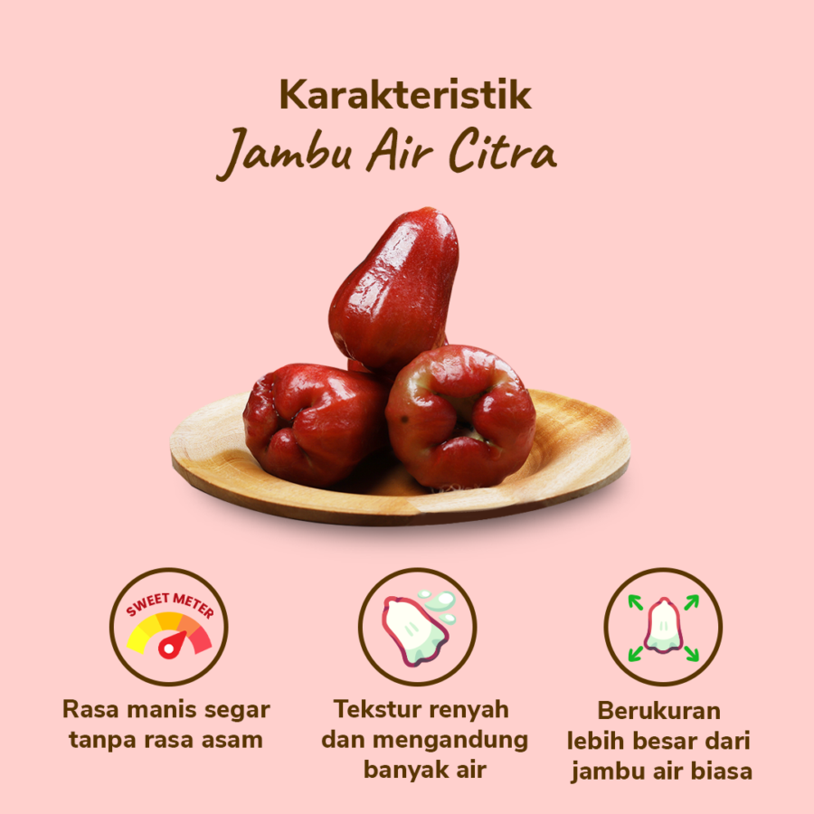 Jambu Air Citra Astro Farm 4-7 pcs 400-500 gram