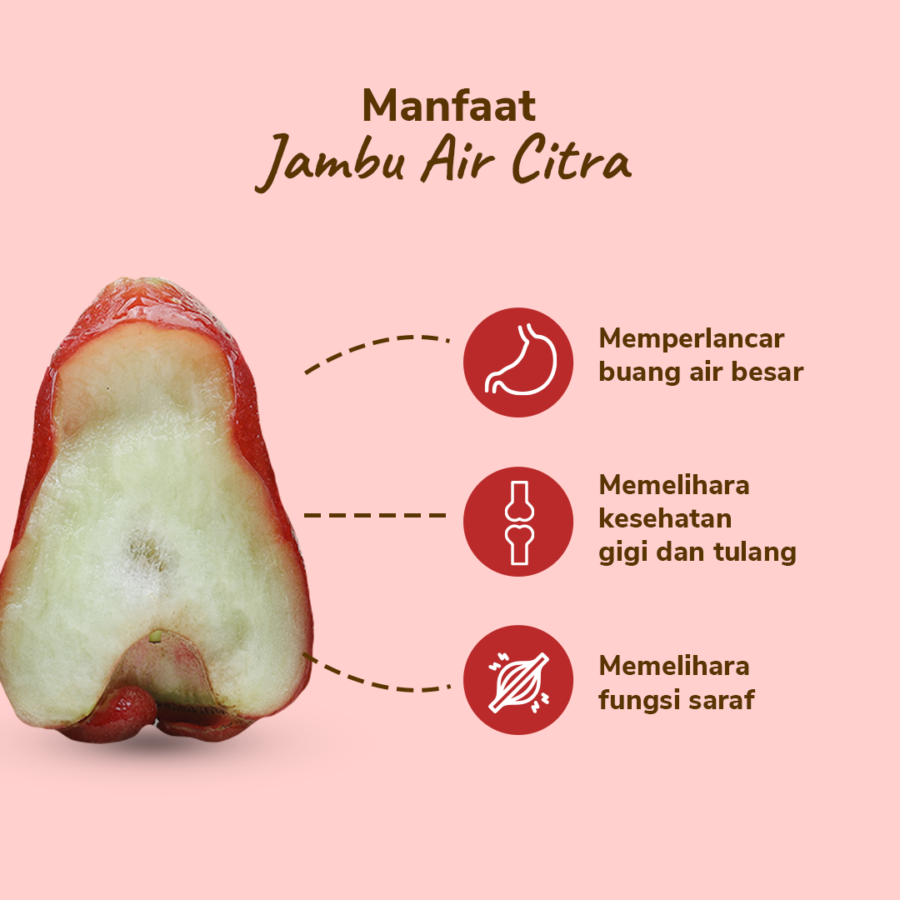 Jambu Air Citra Astro Farm 4-7 pcs 400-500 gram