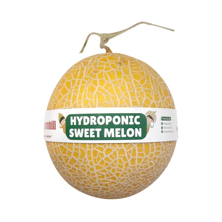 Melon Inthanon Size XXL - Astro Goods 1400gram