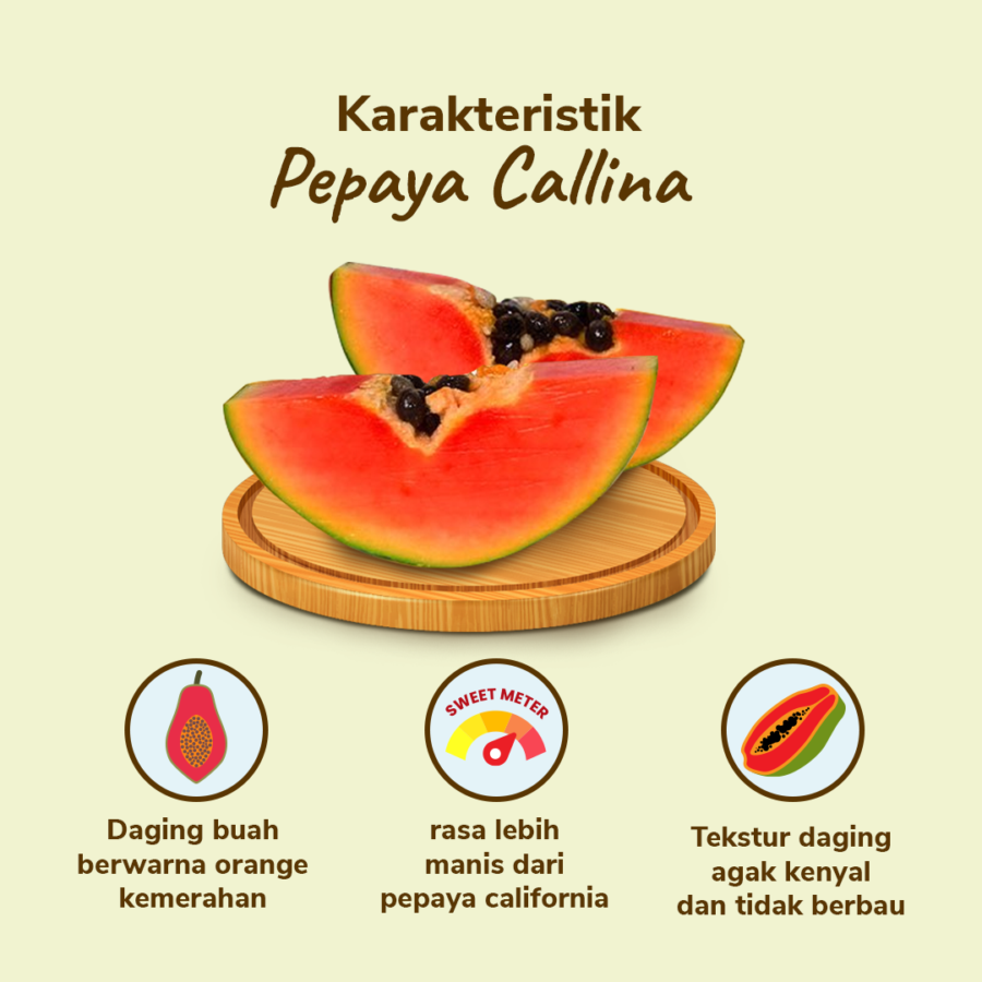 Pepaya Callina - Astro Farm 1pcs
