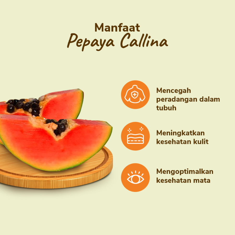 Pepaya Callina - Astro Farm 1pcs