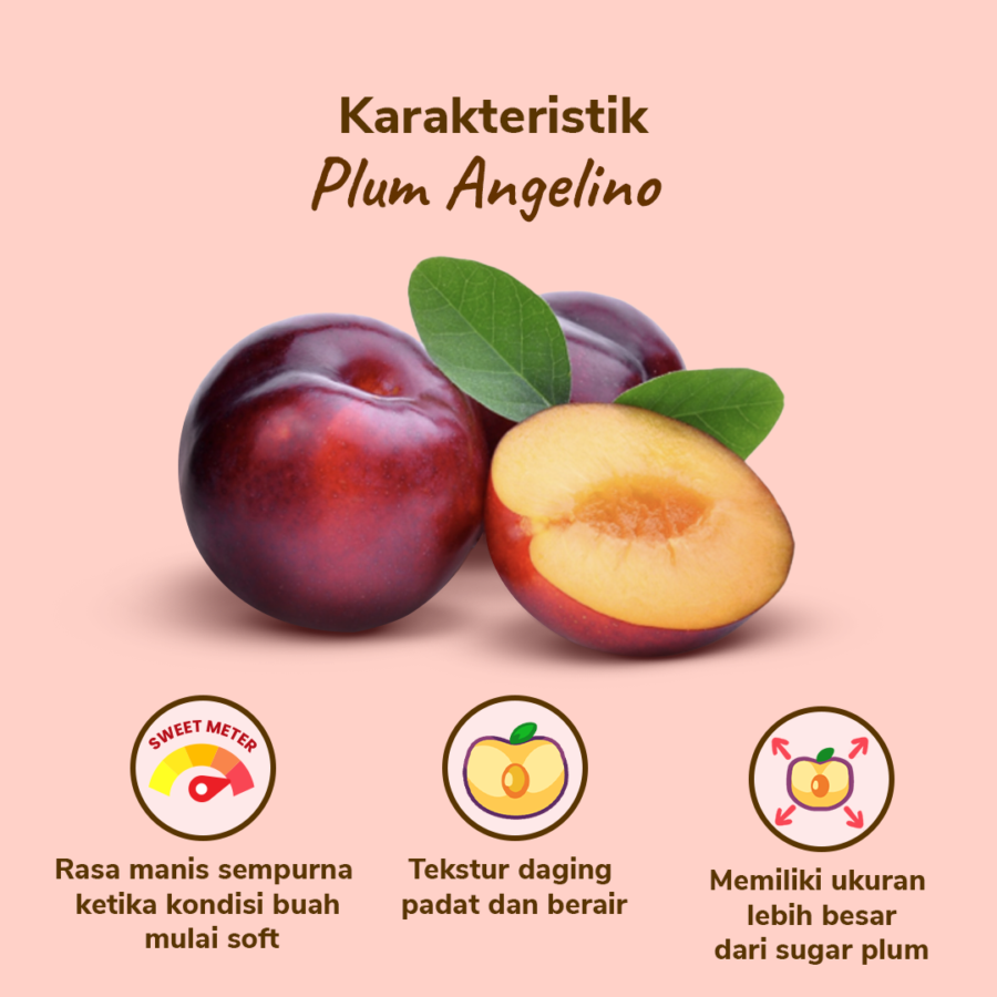 Plum Angelino Astro Farm 4-7 pcs 430-480 gram