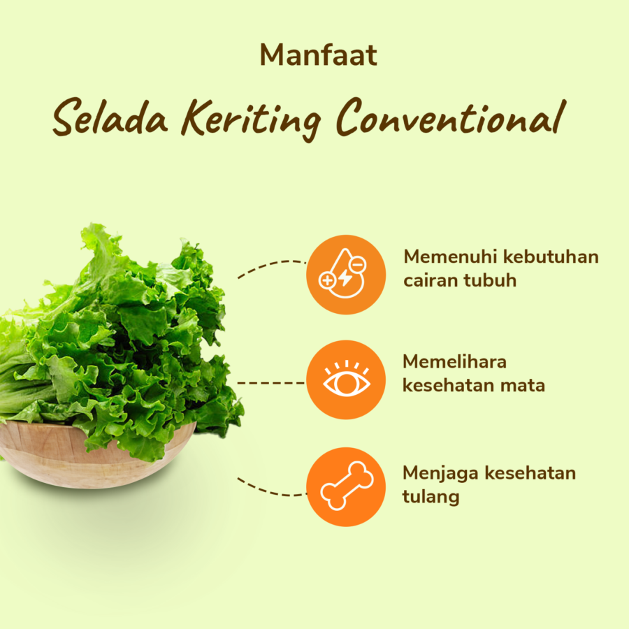 Selada Keriting Konvensional Astro Farm 200gram