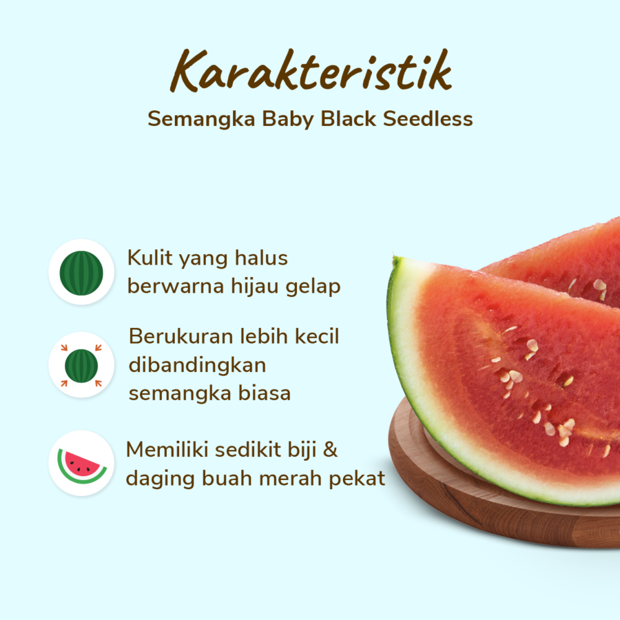 Semangka Baby Black Seedless Astro Farm 1 pcs 1.7 - 2.1 kg