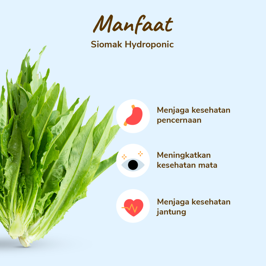Amazing Farm Siomak Hydroponic 250gram