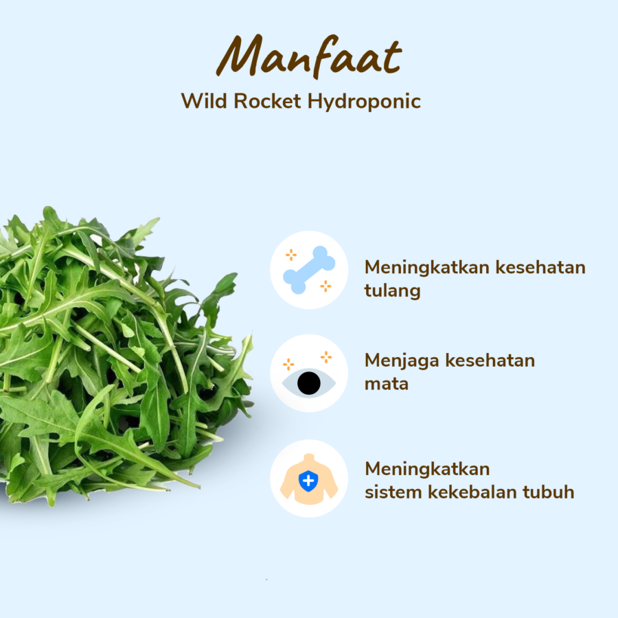 Amazing Farm Wild Rocket Hydroponic 100gram