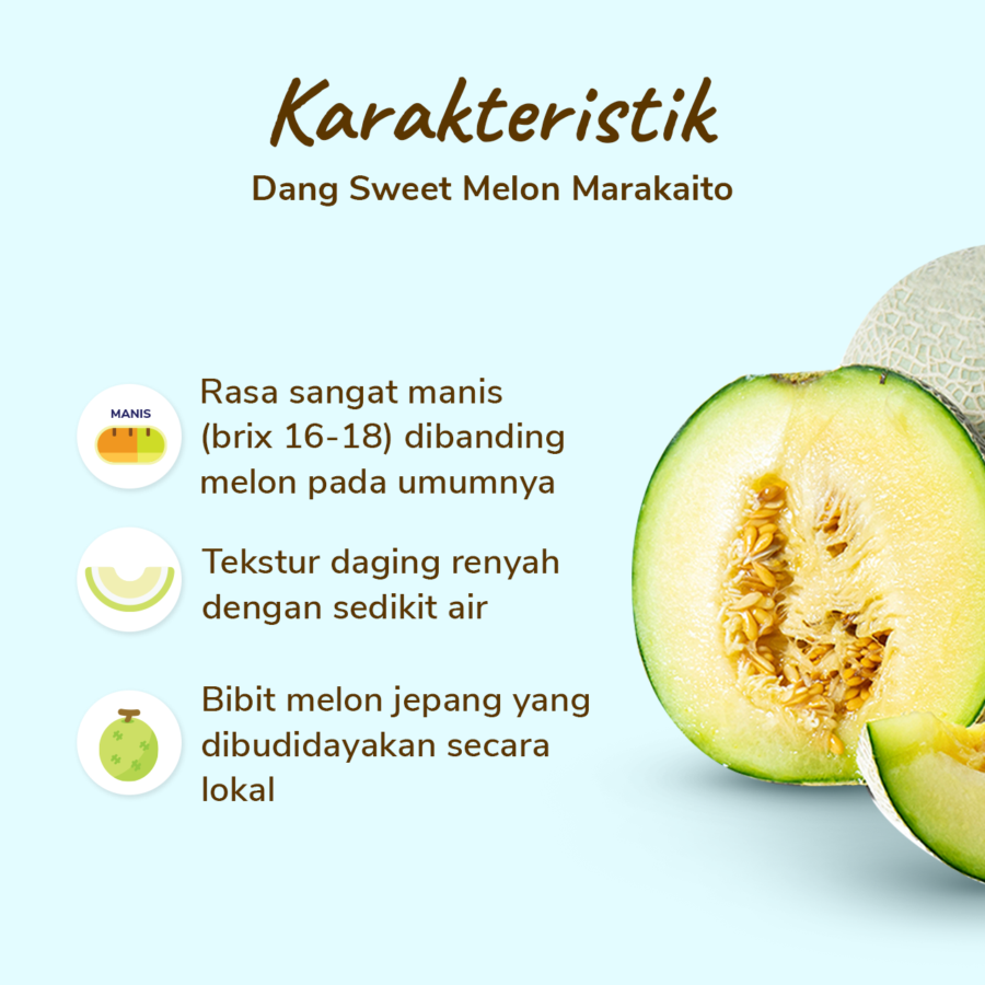 Dang Sweet Melon Marakaito 900-1200 gram