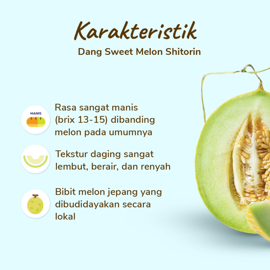 Dang Sweet Melon Shitorin 1 pcs 1.2-1.5kg