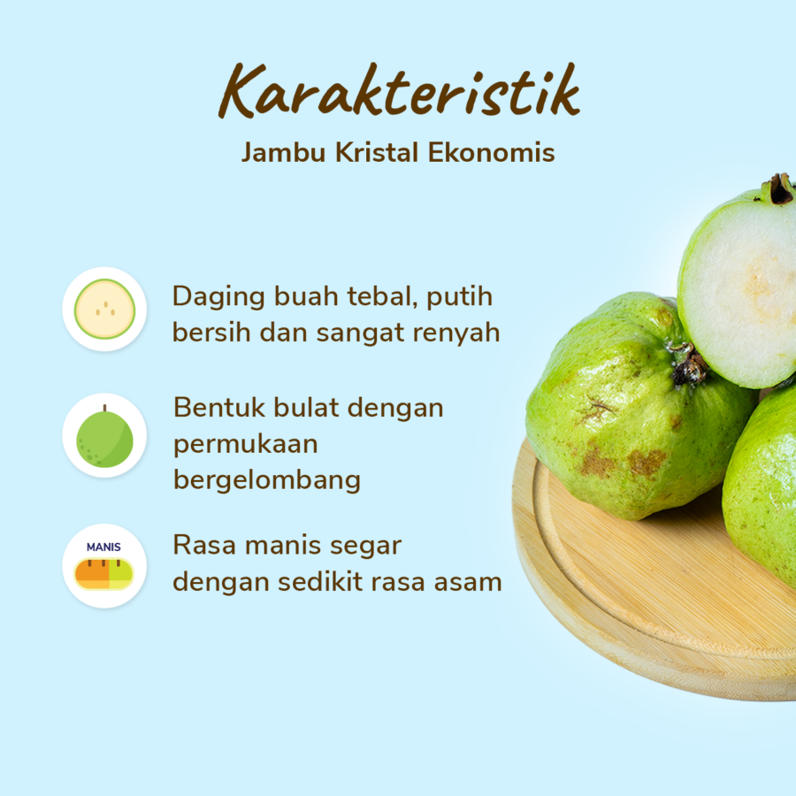 Jambu Kristal Ekonomis Astro Farm 2-3 pcs 500-600gram