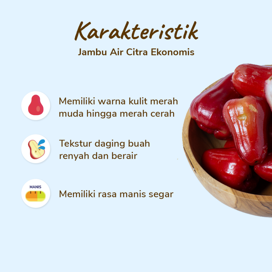Jambu Air Citra Ekonomis Astro Farm 4-7 pcs 400-500gram