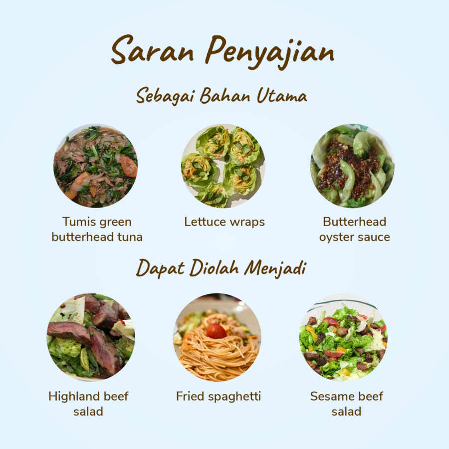 Selada Butterhead Hydroponic Astro Farm 250gram