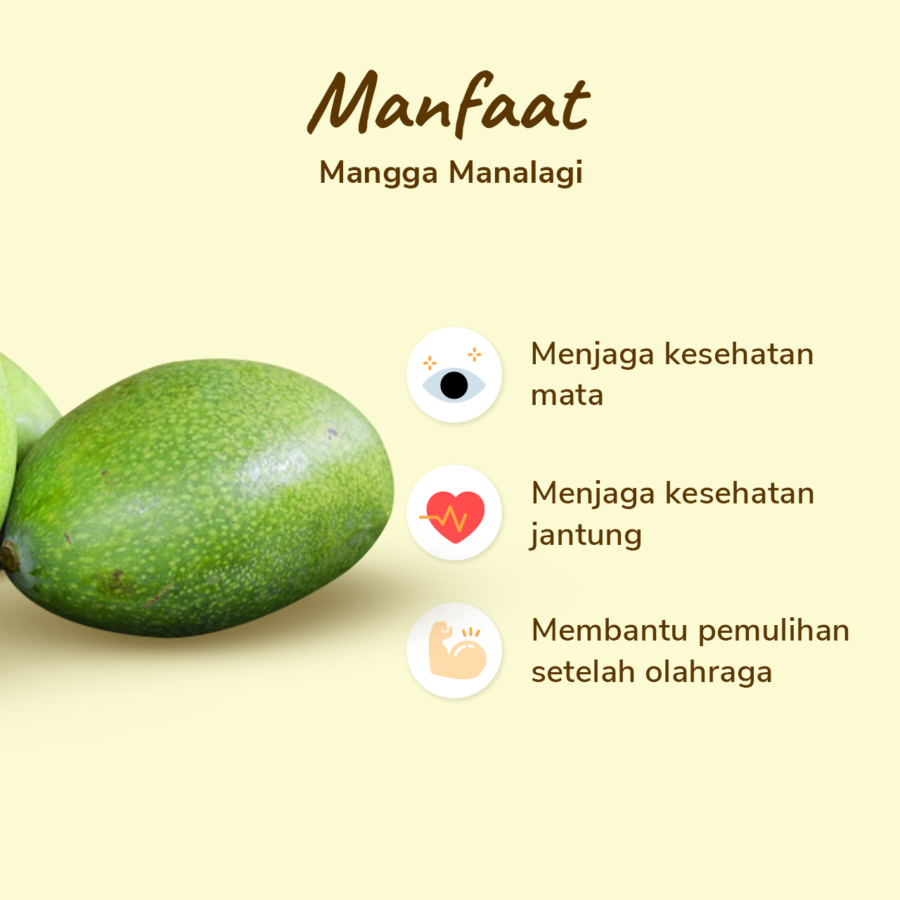 Mangga Manalagi Astro Farm 2-3 pcs 400-500 gram