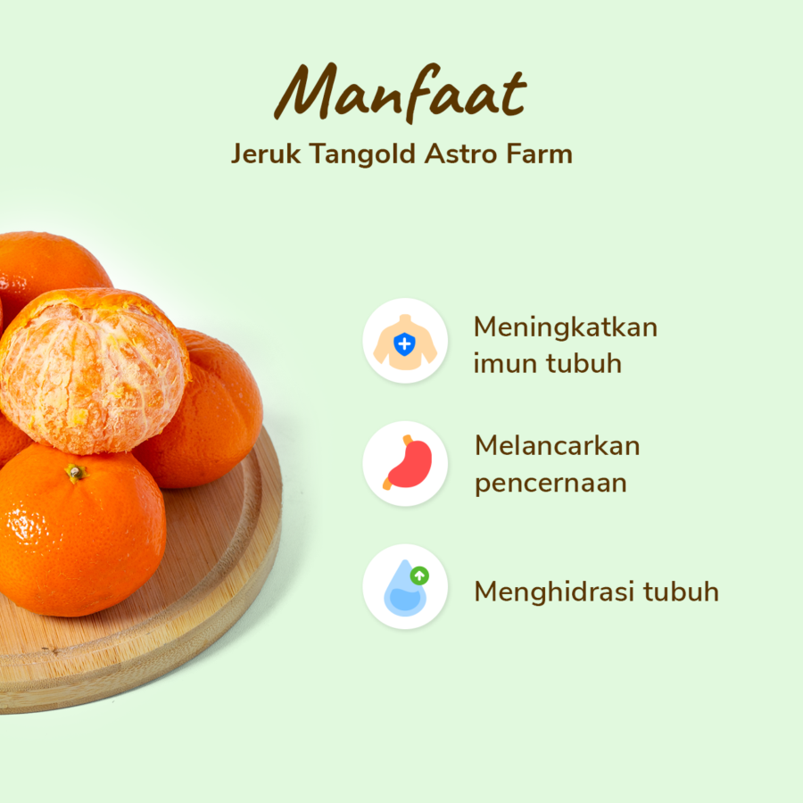 Jeruk Tangold Astro Farm 5-6 pcs 500-600 gram