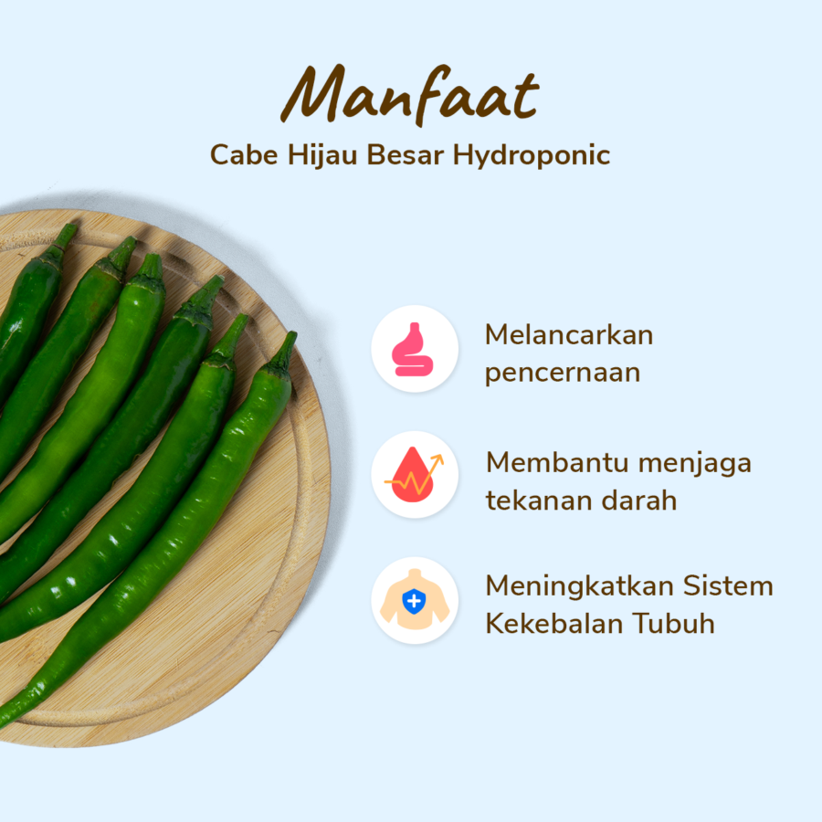 Cabe Hijau Besar Hydroponic Astro Farm 100gram