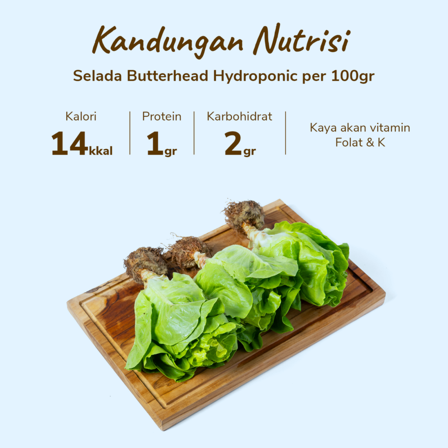 Selada Butterhead Hydroponic Astro Farm 250gram