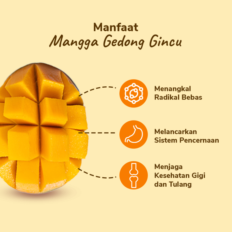 Mangga Gedong Gincu Astro Farm 2-3 pcs 450-500 gram