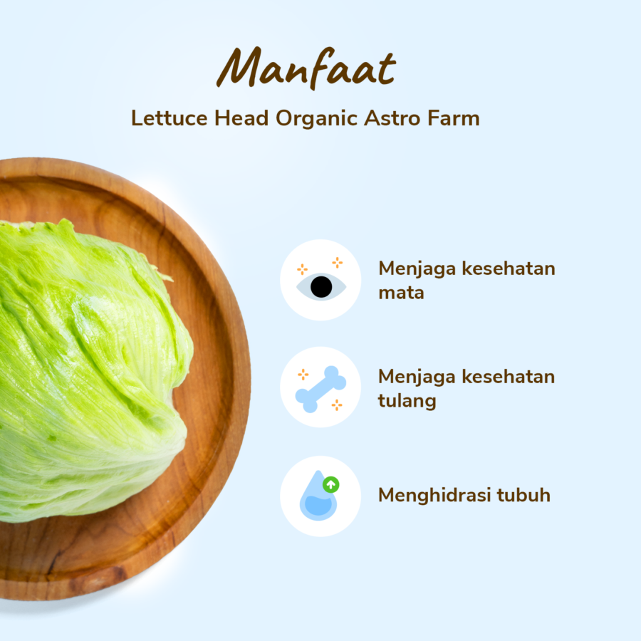 Lettuce Head Organik 300-400gram