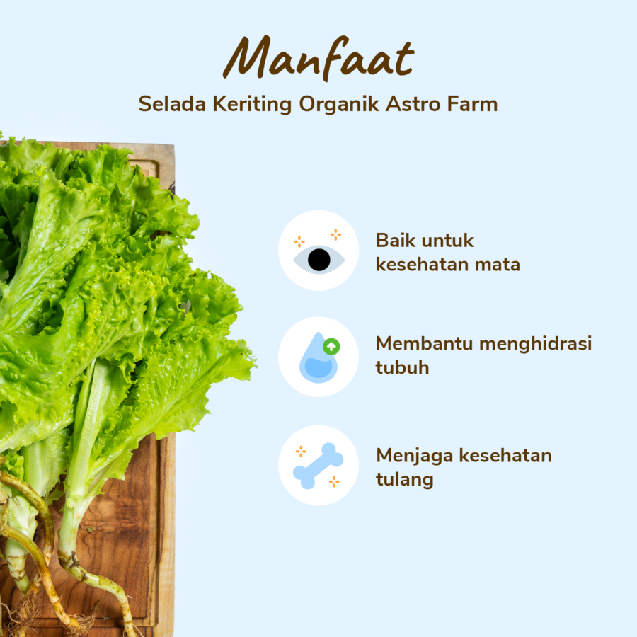 Selada Keriting Organik 200gram