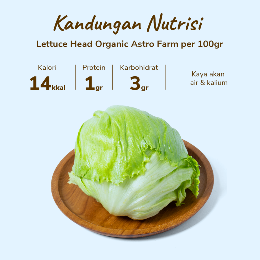 Lettuce Head Organik 300-400gram