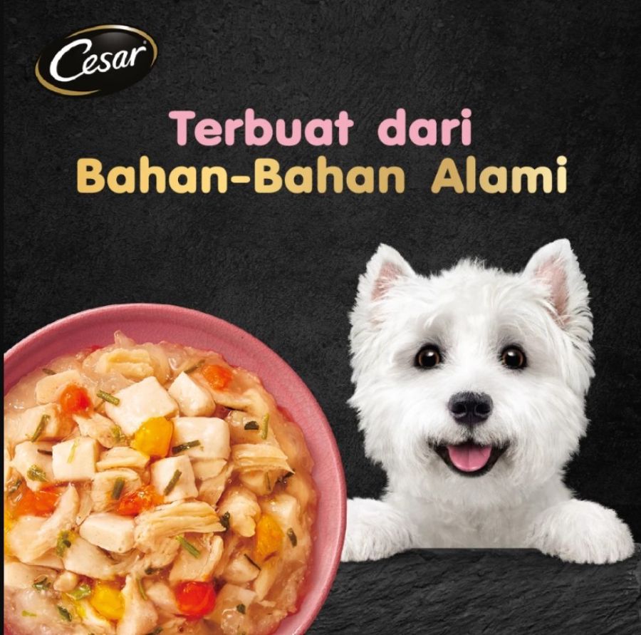 CESAR Naturally Crafted Chicken, Beef & Green Bean Wet Dog Food 60gram