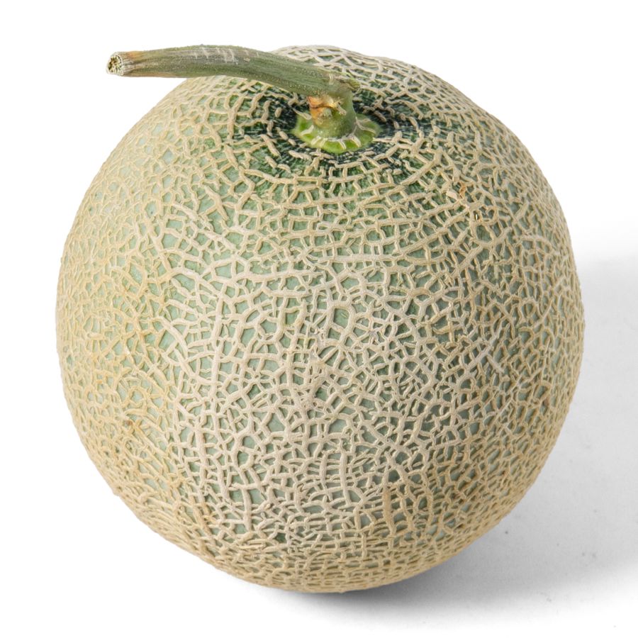 Melon Fujisawa Hidroponik Astro Farm 1pcs