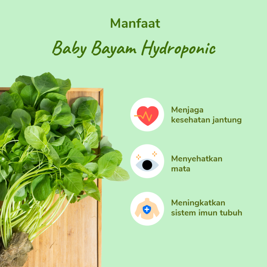 Baby Bayam Hydroponic Astro Farm 100gram