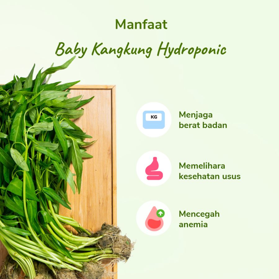 Baby Kangkung Hydroponic Astro Farm 200gram