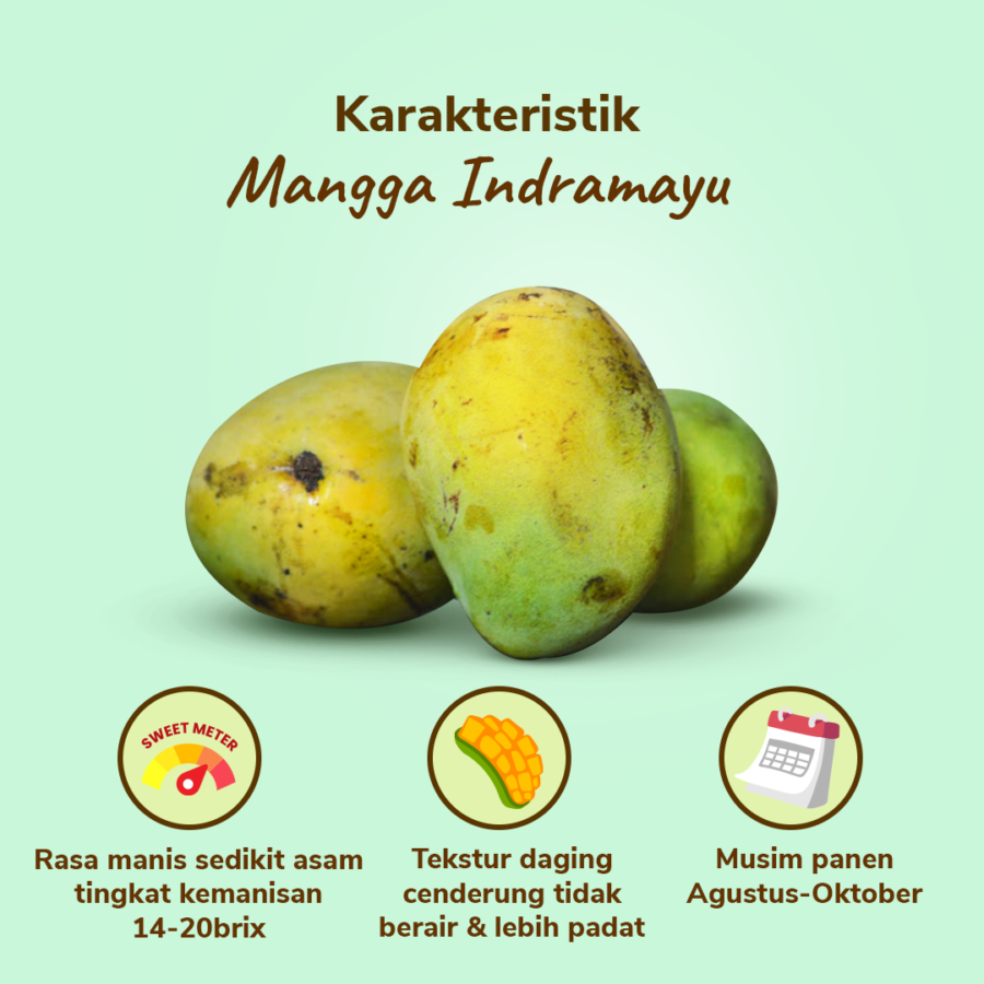 Mangga Indramayu Astro Farm 2-3 pcs 450-500 gram