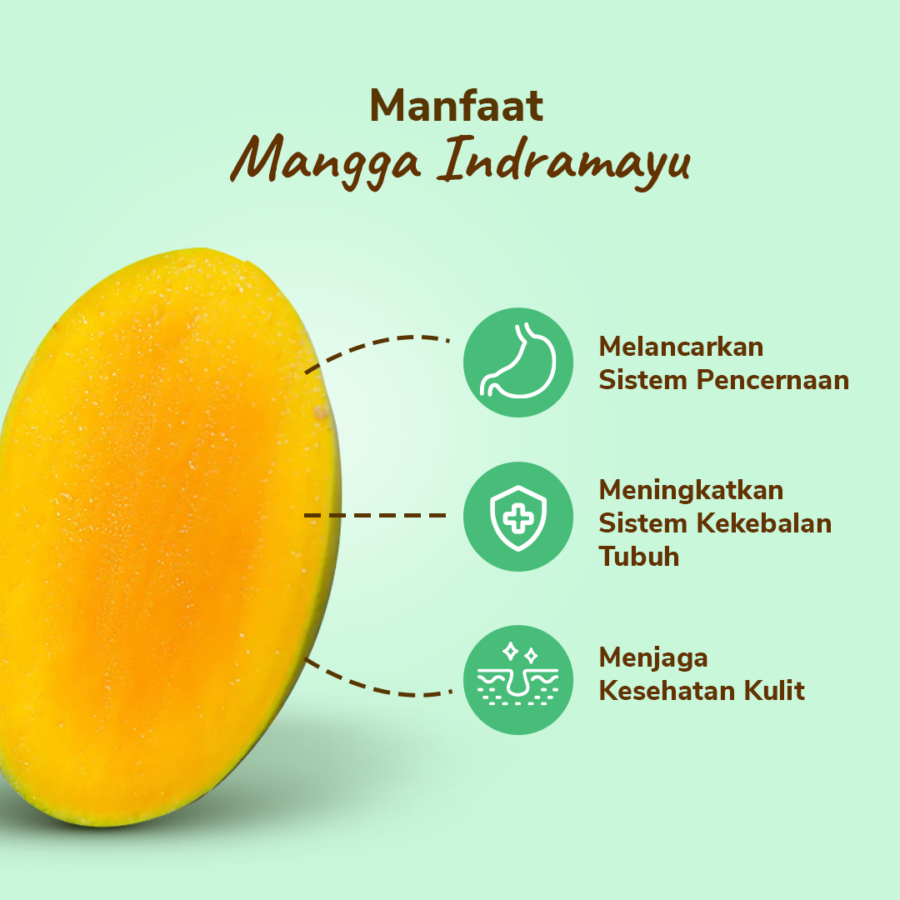 Mangga Indramayu Astro Farm 2-3 pcs 450-500 gram