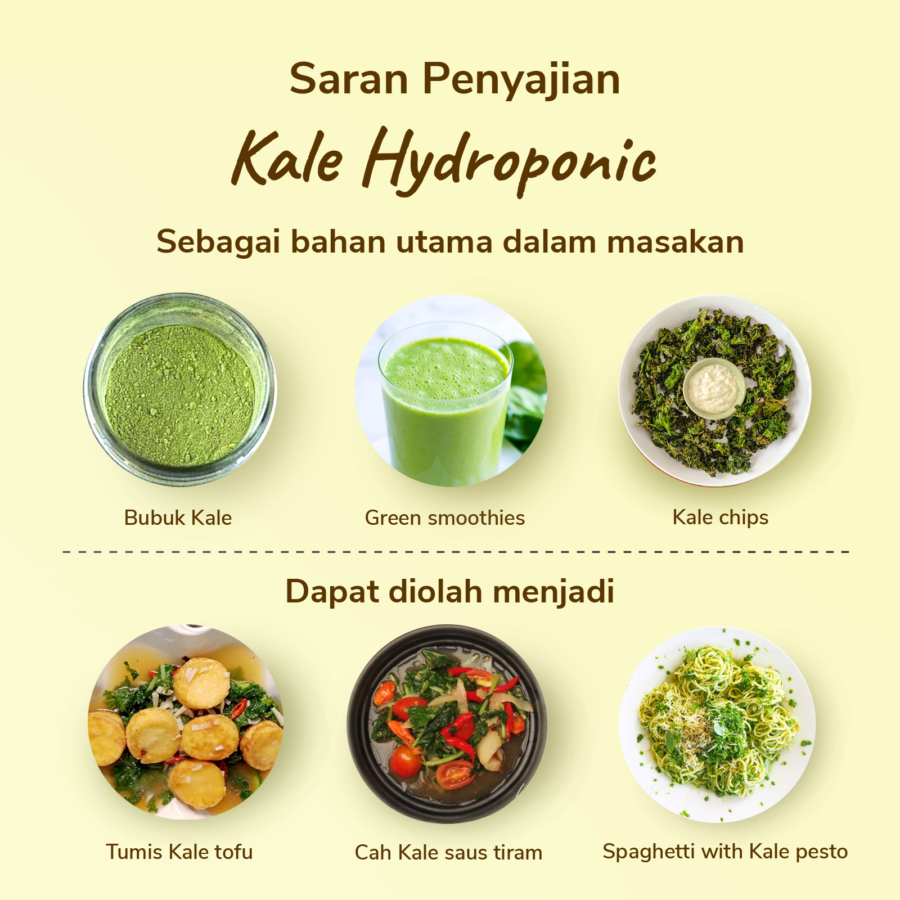 Kale Hydroponic Astro Farm 200gram