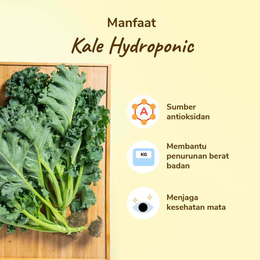 Kale Hydroponic Astro Farm 200gram