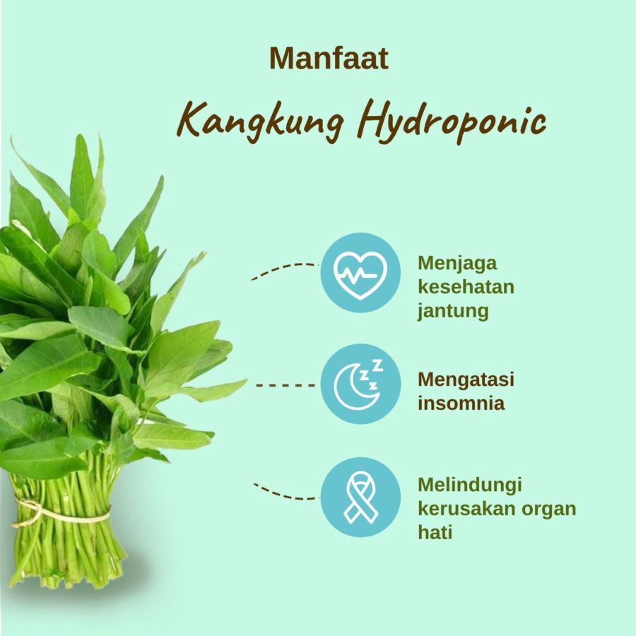 Kangkung Hydroponic Astro Farm 200gram