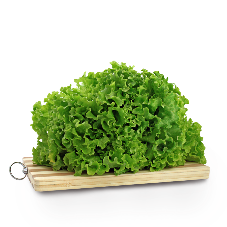 Selada Keriting Konvensional Astro Farm 100gram