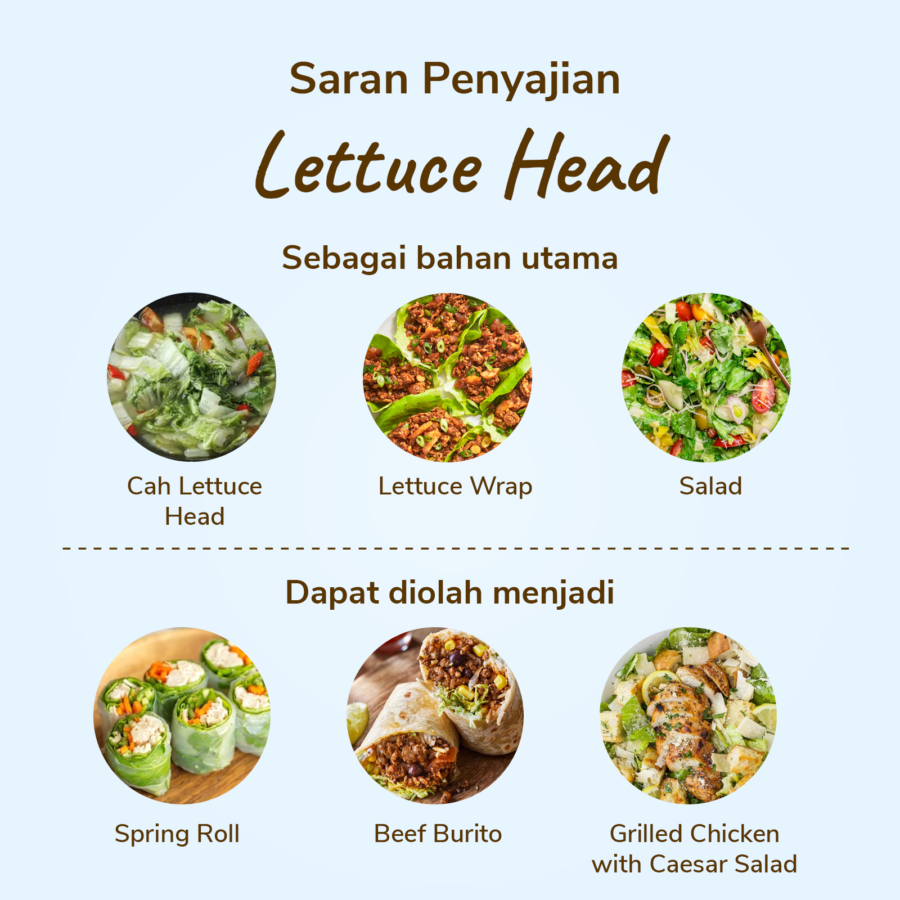 Lettuce Head Astro Farm 150gram
