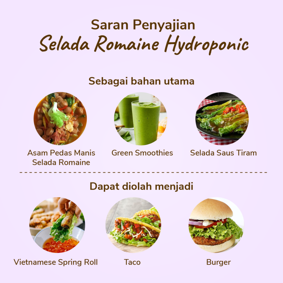 Selada Romaine Hydroponic Astro Farm 100gram
