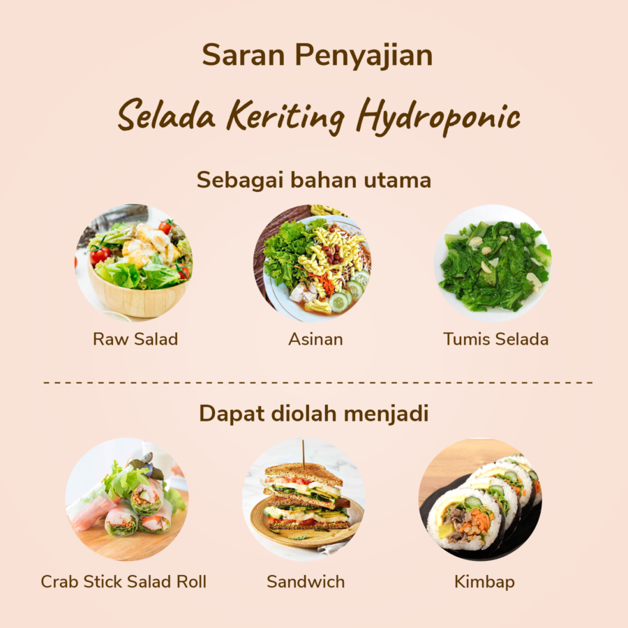 Selada Keriting Hydroponic Astro Farm 100gram