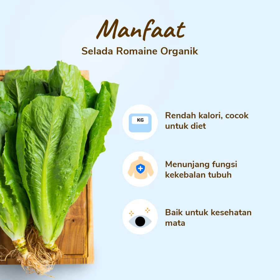 Selada Romaine Organik Astro Farm 250gram